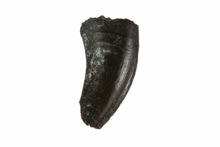 Permian Reptile Tooth - Oklahoma #137637